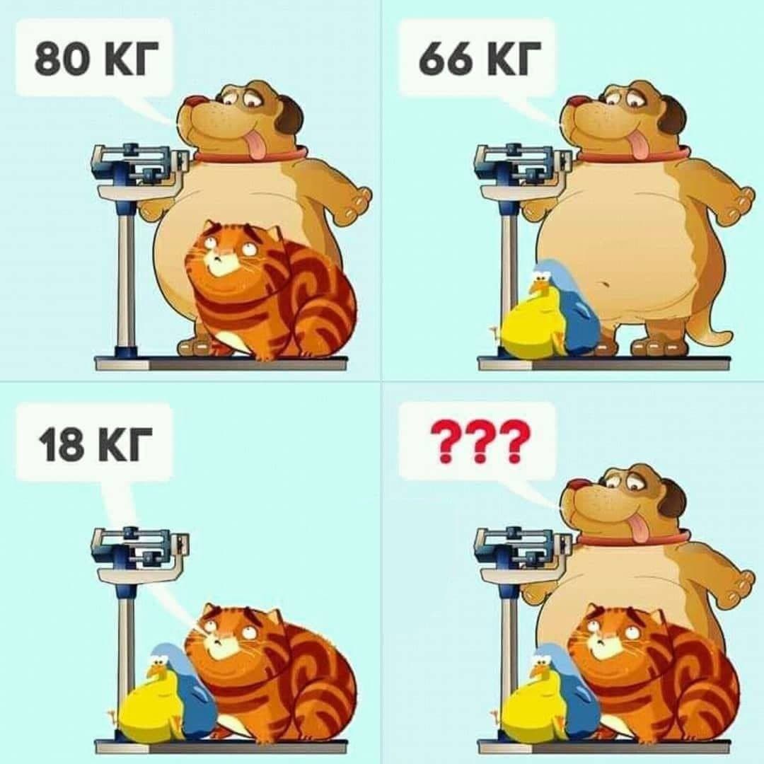 Сколько весят все вместе - собака, кошка и птичка? - Загадка!