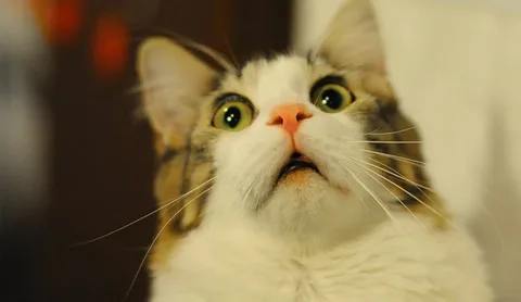 Россияне начали зарабатывать на продаже крови своих домашних животных: спрос на донацию вырос на 50%