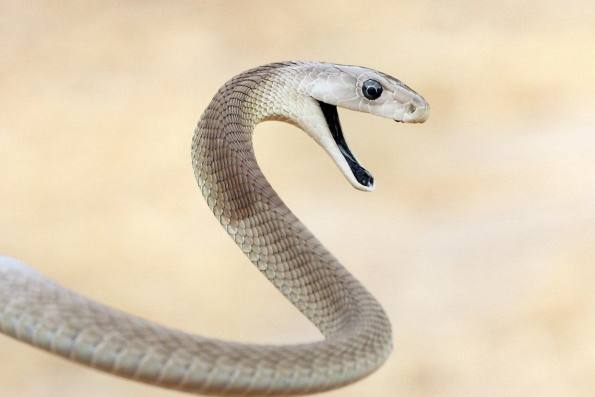 Смельчак 20 лет давал себя кусать змеям и случайно создал универсальное противоядие.