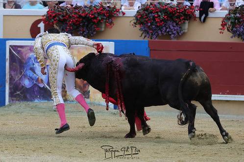 В Колумбии бык ранил тореадора, насадив его на рог
