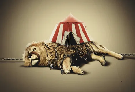 В Госдуму внесли закон о запрете выступлений животных в цирке