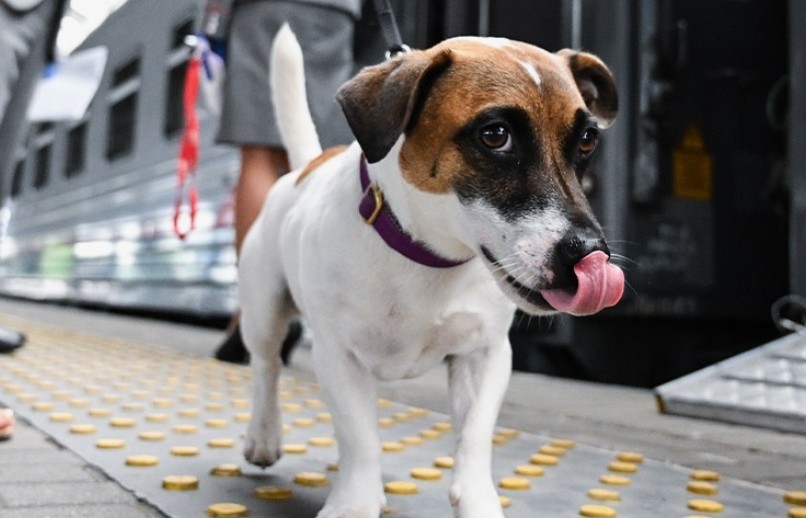 В России готовят законопроект о собаках в общественных местах