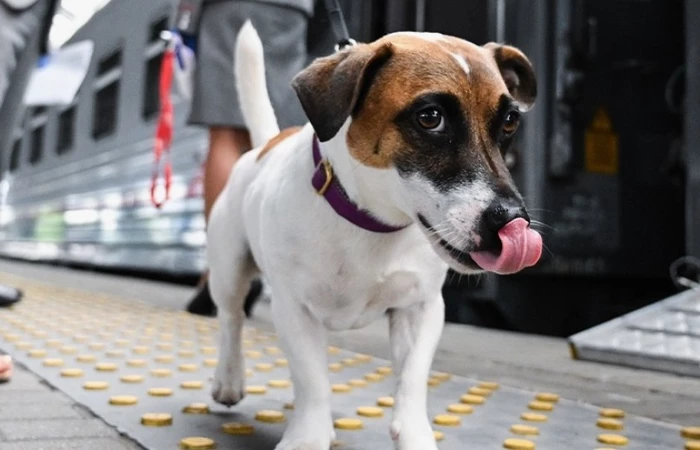 В России готовят законопроект о собаках в общественных местах