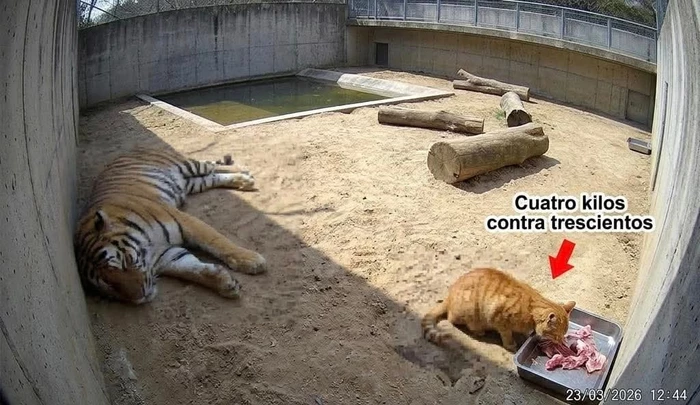 4 кг против 300: кот терроризирует тигра и выигрывает