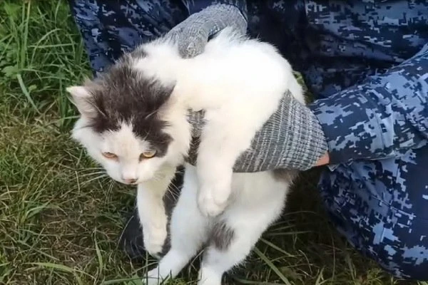 Кота-наркокурьера задержали возле колонии