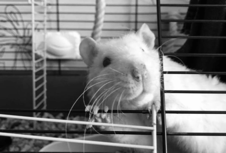 Умер крыс Пацюк