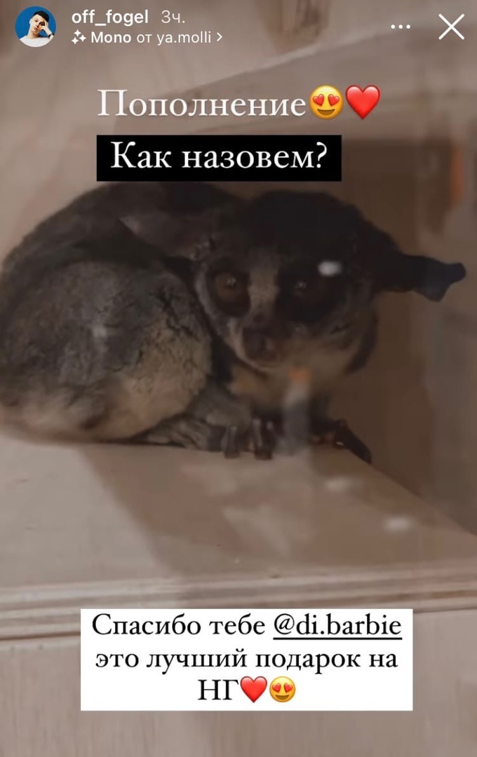 У Дианы Астер и Фогеля появился новый питомец