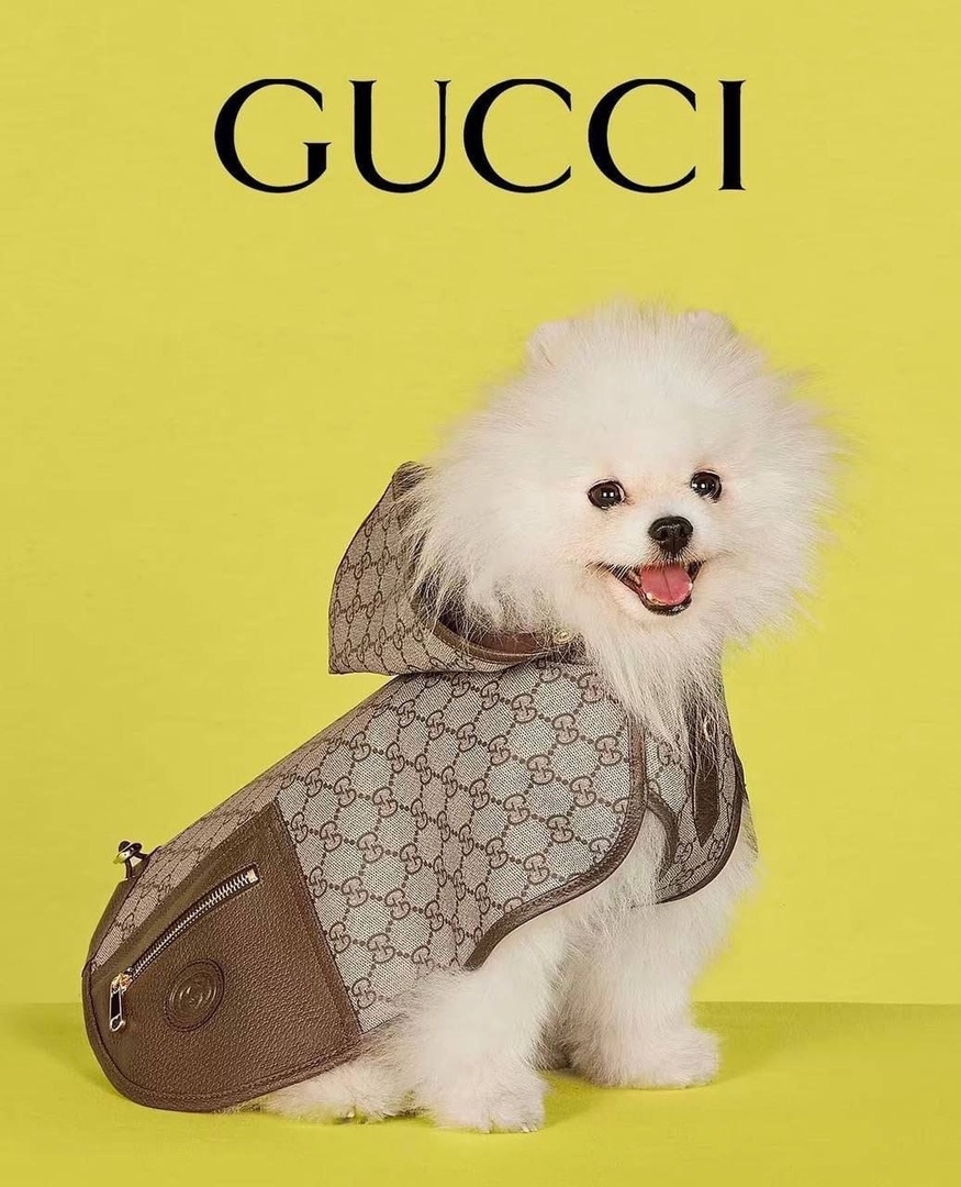 Гуччи разработал линейку для домашних питомцев