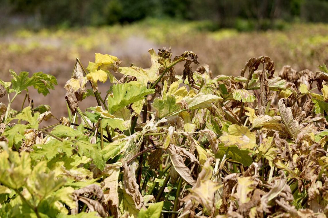 Борщевик поможет очистить море от нефти