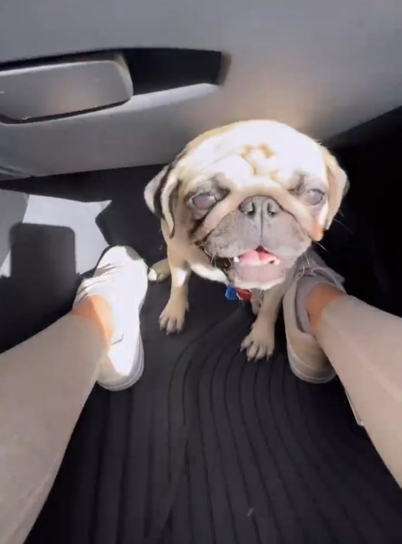 Мопсик Ани Ищук съел ее сережку за 50к рубликов