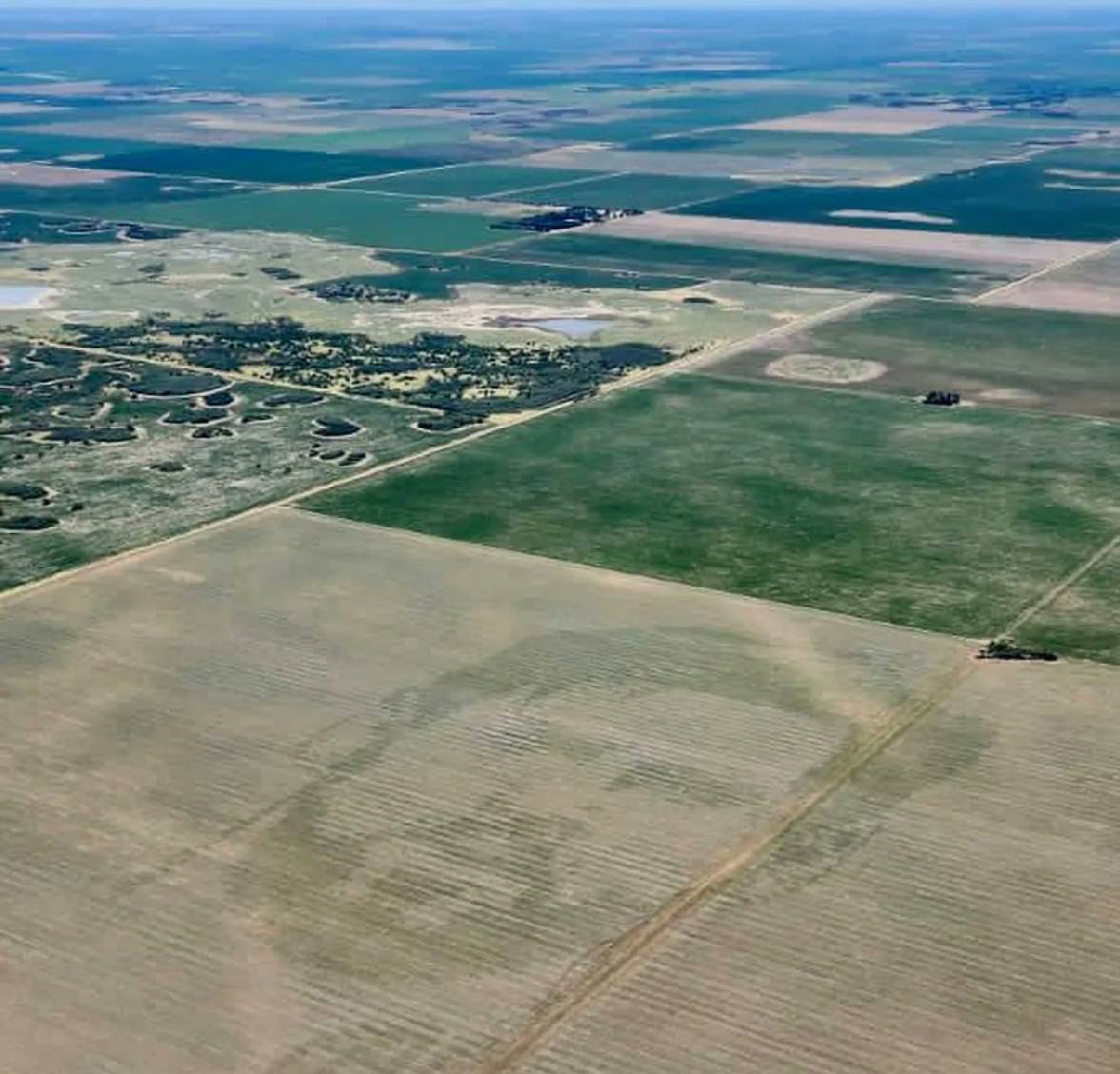 Месси на кукурузных полях!