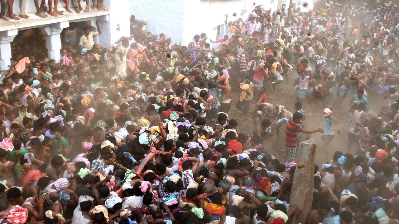 В Индии решили использовать коровьи лепешки для игры в снежки