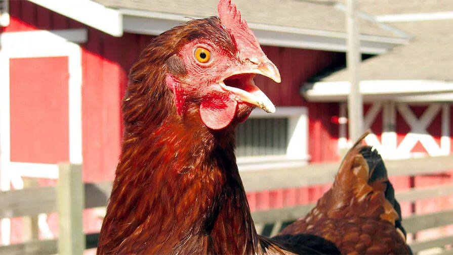 Мужчине придется отсидеть полгода за испуг куриц