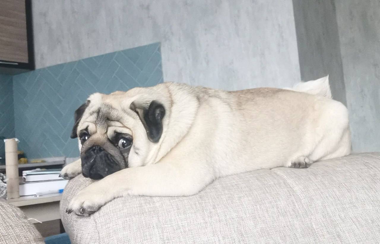 Мопс Пахом сжёг ноутбук хозяйки за 100 000 рублей и чуть не устроил пожар в квартире