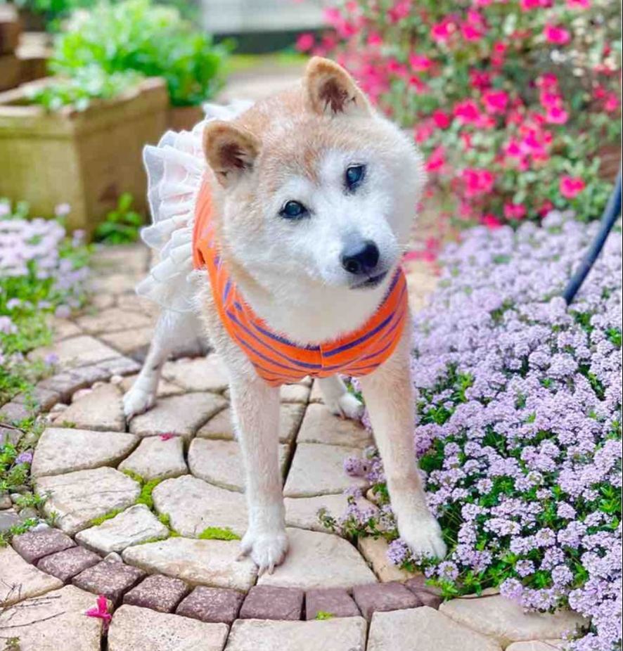 Умерла самая известная сиба-ину в мире, известная по мему Doge