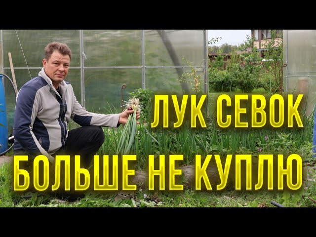Хватит покупать дорогущий севок - из семян вырастает не хуже. Эфир от 25.07.23